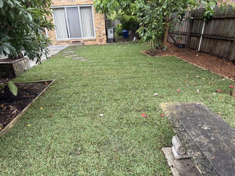 Lush green backyard lawn