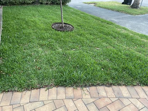 A renovated front-yard lawn