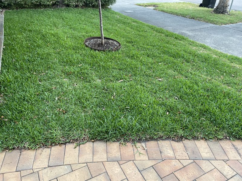 Fresh green front-yard lawn around a feature tree