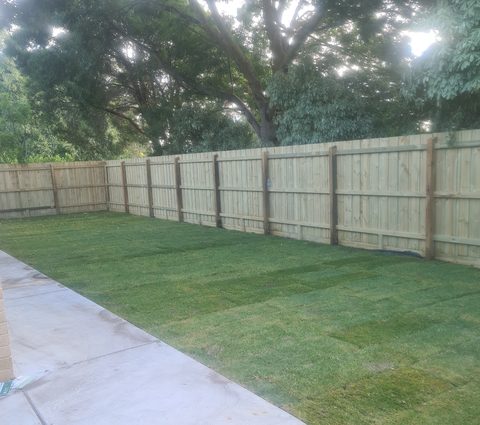 Fresh rolls of Sir Walter Buffalo turf
