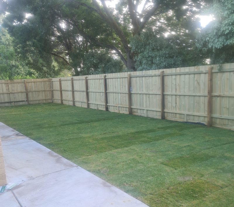 Freshly laid Sir Walter Buffalo turf rolls